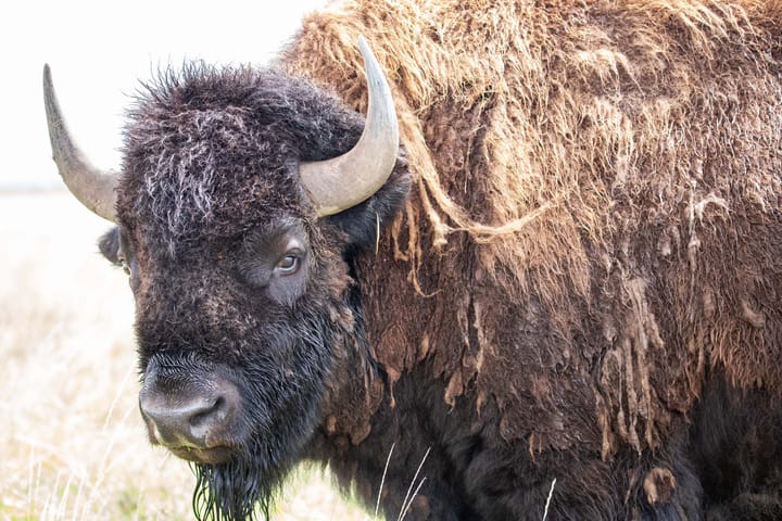 Close-up of a bison looking at the camera