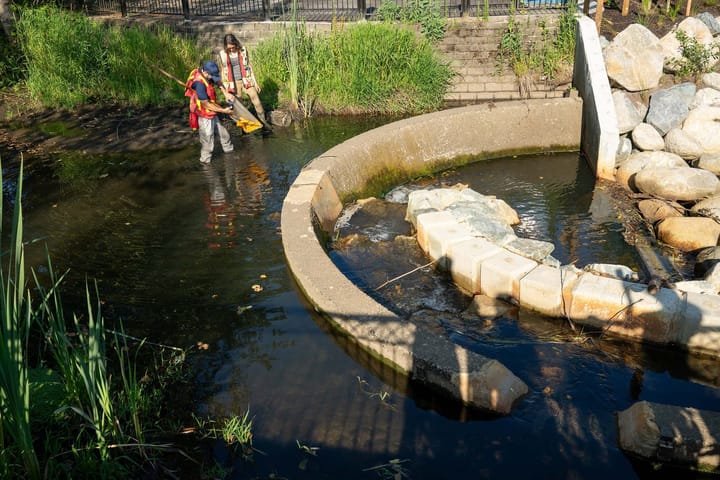 Workers standing in a creek with a net