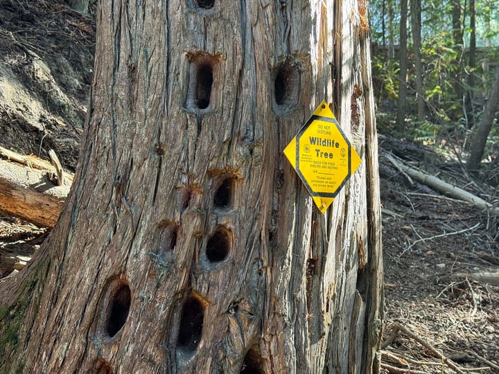 A dead tree with holes in it standing with a sign reading "Wildlife Tree: Do Not Disturb"