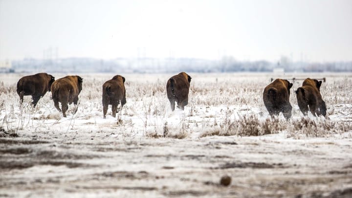 Six bison running away from the camera in a snowy landscape