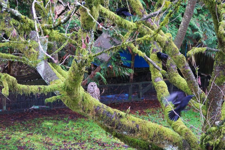 An owl and crows on a moss-covered tree in a backyard