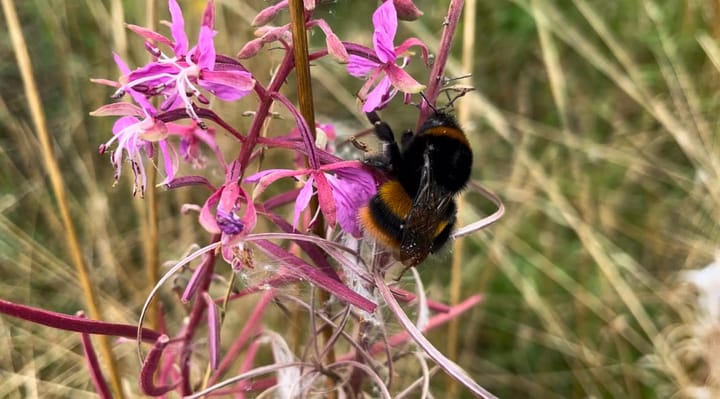 The Scottish site where bumblebees now thrive