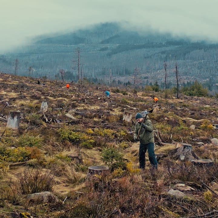 A group of people working on a landscape of stumps and scrub