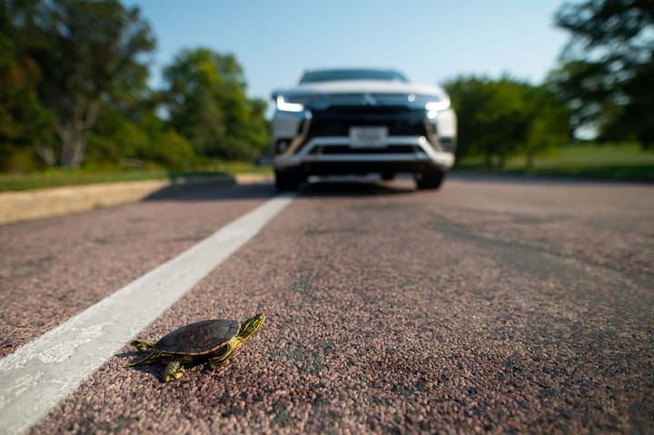 A turtle crossing the road in front of a car