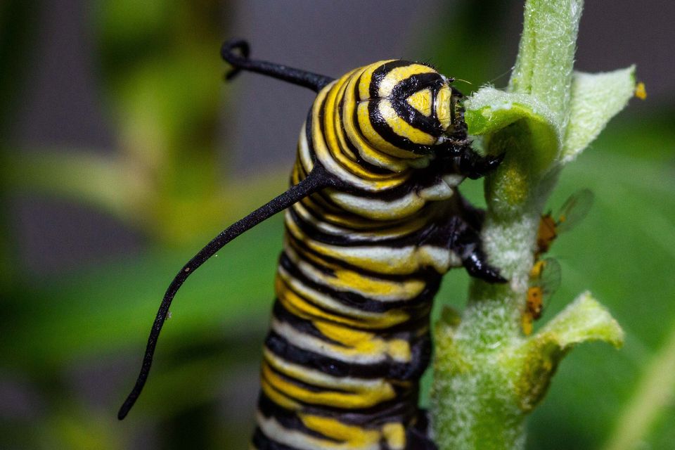 Want to Help Save Monarchs? Here Are 5 Things You Can Do